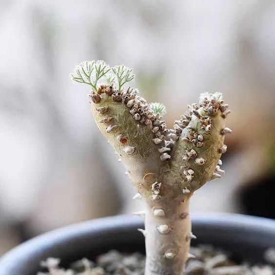 世界上最名贵的花,一盆就是一座房子!