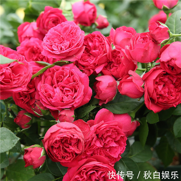 5种阳台小花，懒人一样养，轻松开出花海，好养好看，美丽怡人