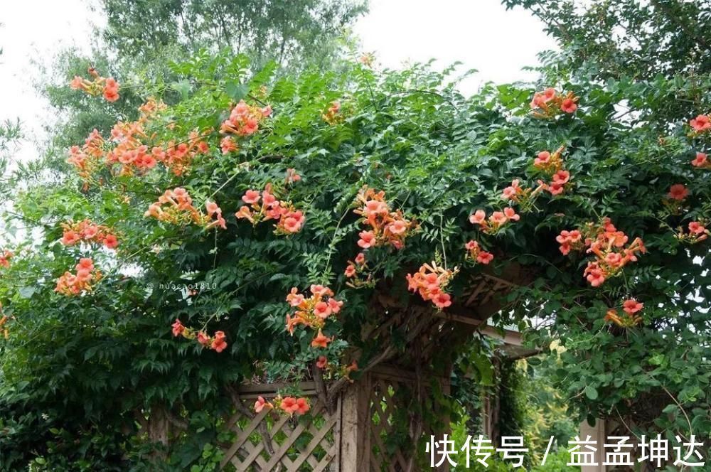 家有庭院绝不可错过的5种花，打造花海无压力，任谁看了都羡慕