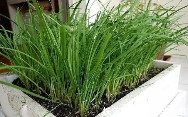 红薯叶|在阳台种上6种蔬菜,一年能省几百块菜钱,你了解嘛