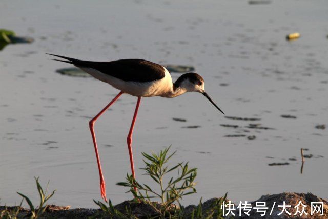 马踏湖|马踏湖生态保护区：湖水湖鱼生态湖泊 芦苇荷花鸟的天堂