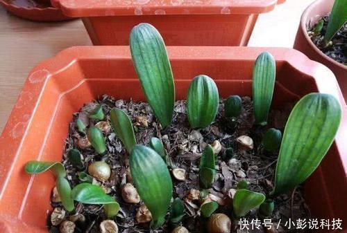 最厉害的养花营养液,给花喝一勺,猛长新叶,花开满盆