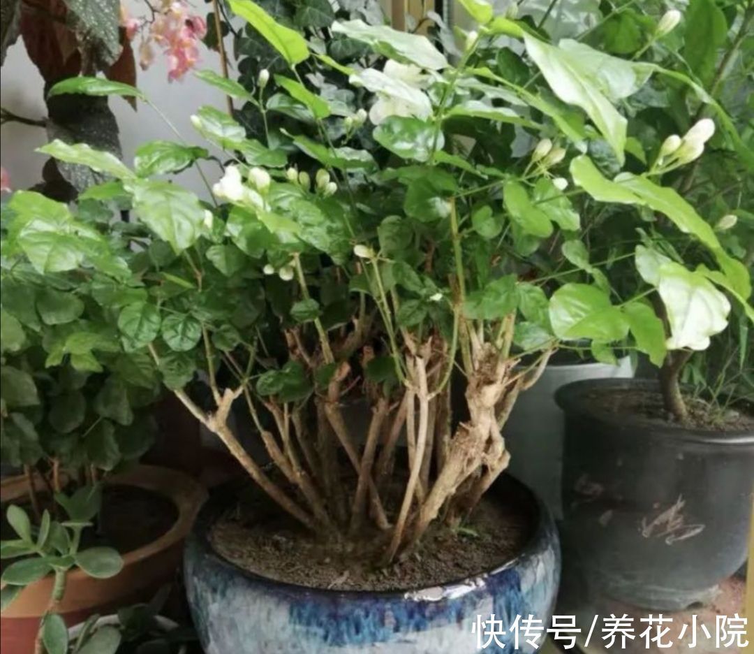 月季|冬天到了管住手,10种花要减少浇水,否则容易被冻伤