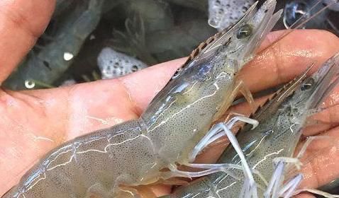 虾线|吃虾能不能吃虾头和虾线老渔民告诉你正确答案，原来我们吃错了