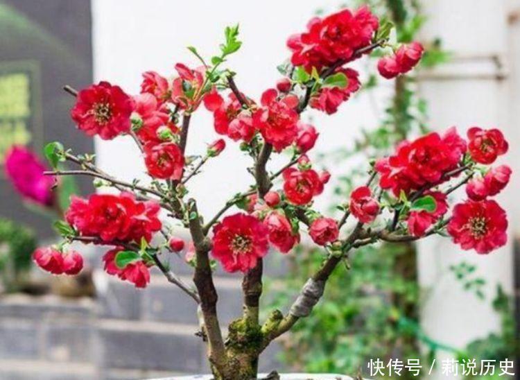 家养几款花卉,花大色艳胜玫瑰,花型圆滚惹人爱,优雅迷人