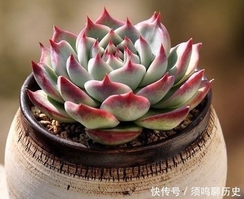多肉盆里放点它，不怕烂根，长得饱满又圆润
