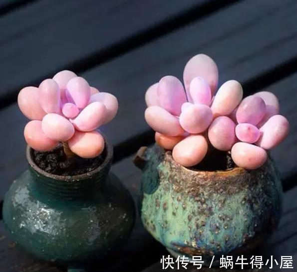 多肉桃蛋和桃美人,颜值高易爆盆,新手怎么挑?看看老花匠怎么说