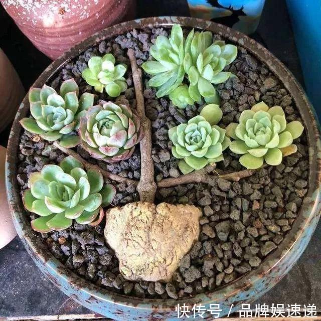 多肉拼盘玩一次就上瘾，这些创意拼法，你一定喜欢