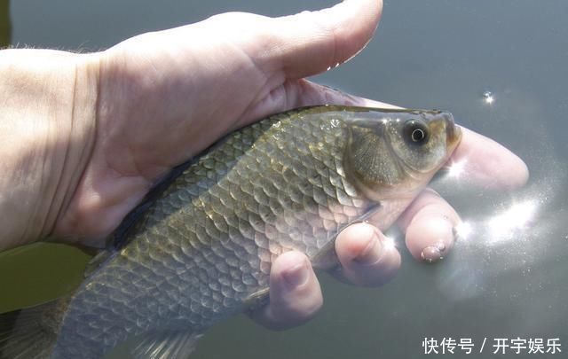 钓鲫鱼老钓友选择鱼钩，多半是根据下面几点