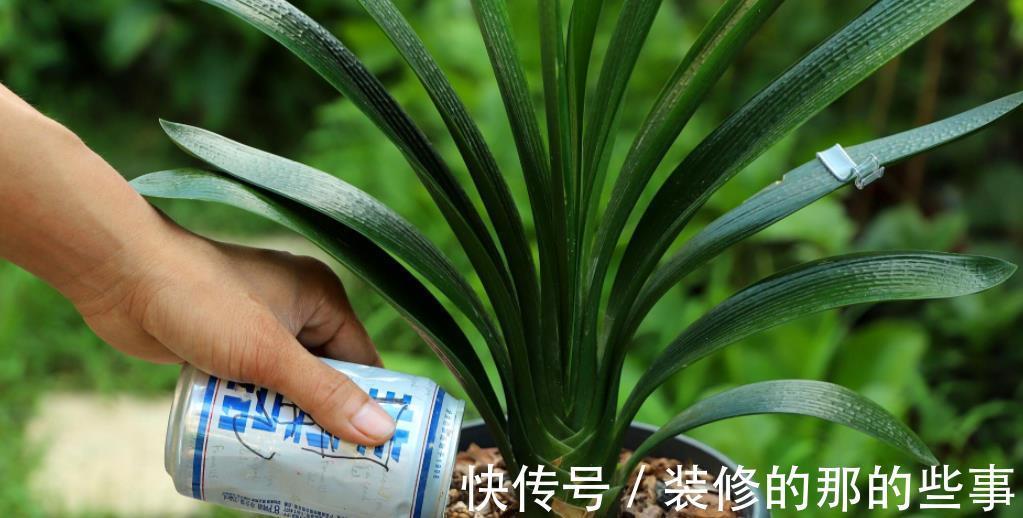 虎皮兰|4种花是“真酒鬼”，7天喝一勺，叶子油绿开花艳丽，比花肥好使