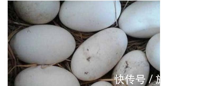 助孕|怀孕别再只吃叶酸,4物平时多吃,或助孕妈排出胎毒宝宝更漂亮