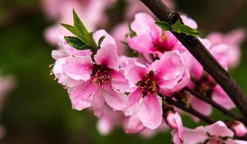 胜春&唐不知名诗人一首早春诗,短短四句美到心坎,背后深意发人深省