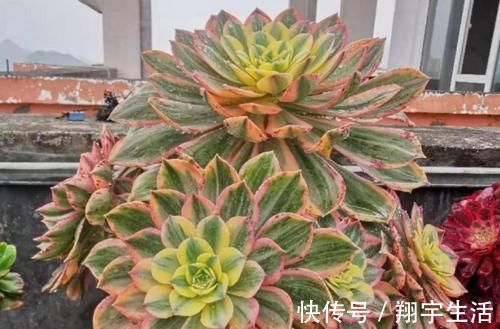 多肉法师|多肉法师老桩适合放在什么地方养?当然是通风好又宽敞的环境中了