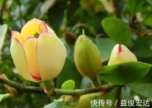 吉祥人人爱|养花就养3种花,家里养一盆,寓意吉祥人人爱,家里养真适合