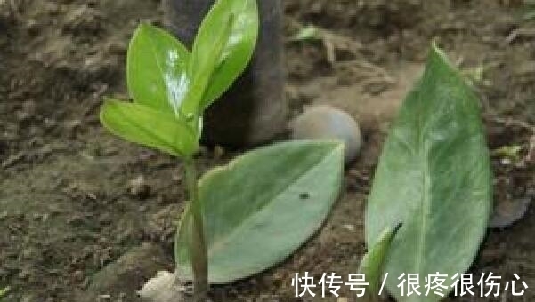 喜欢金钱树不用买,学会金钱树的扦插方法,想养几盆养几盆