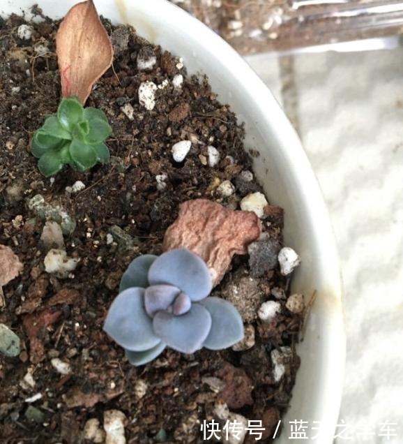 什么多肉植物好看又好养“墙裂”推荐紫乐,一年下来都是老桩!