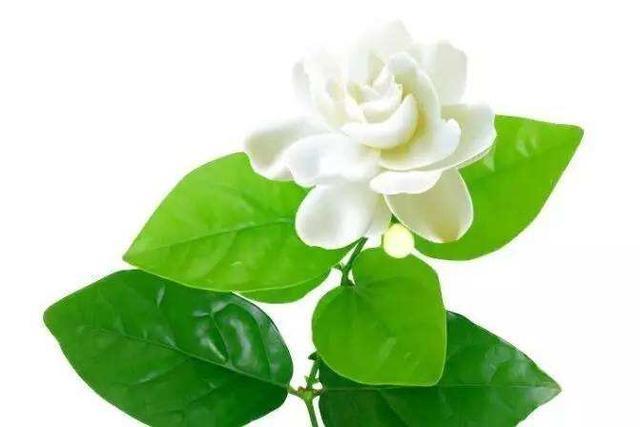 茉莉花总是养不好,掌握几个养护技巧,植株生长速度快,花开不断