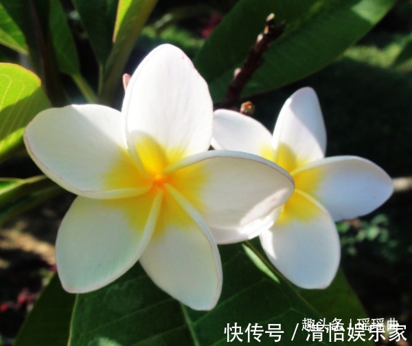 引种$此花只在夏季开放,构成一幅优雅高贵的图案,是充满希望的新生