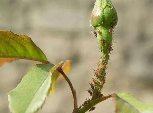 蚜虫太多灭不尽,一个小窍门,不用打药灭蚜虫,效果真的好!