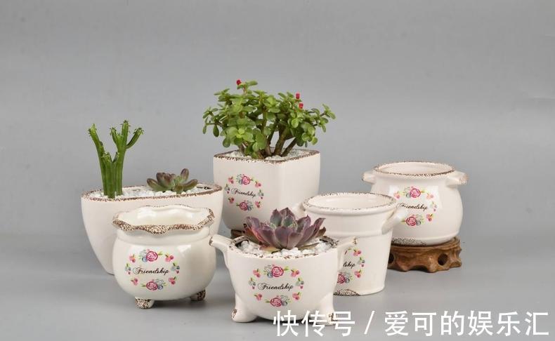 刚种不久的多肉,是否可以拔出来重新栽种