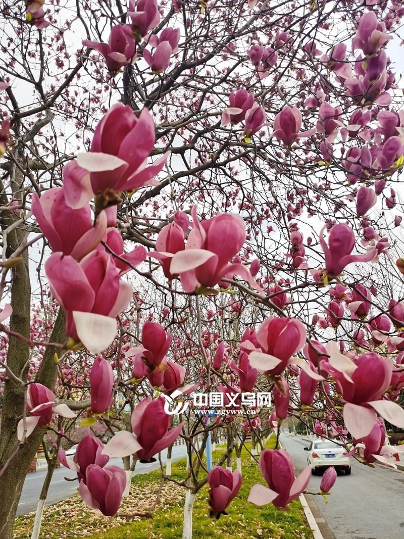 老年|玉兰花开春意浓 义乌这条“玉兰大道”带你邂逅春天