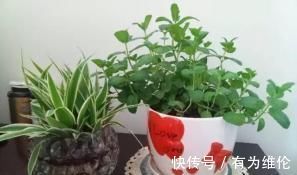 养花就用好花肥,2种宝贝,路边捡点,不花一分钱,养啥都旺盛!