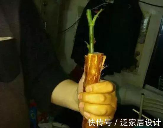 养月季,学会这个小动作,月季轻松长成树,花开满枝