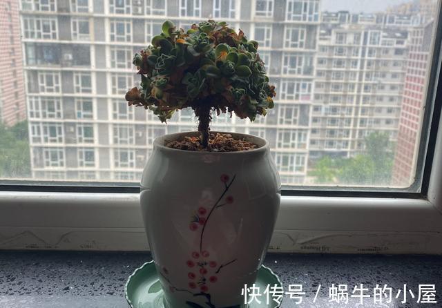 花盆|5种多肉适合养成精致的直立桩,搭配漂亮的花盆,像艺术品一样