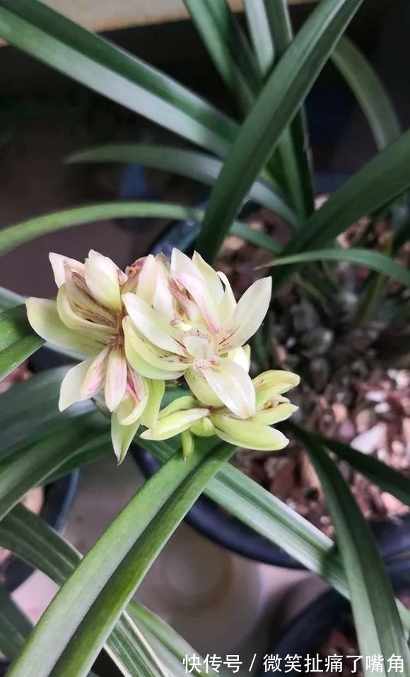 茉莉|阳台就养这些花,花香味浓,久聚不散,香味飘满屋!