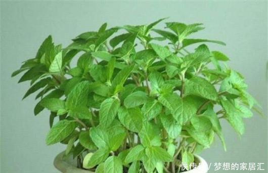 叮咬|可别小看香草薄荷的功效作用,一片叶子就能解决蚊虫叮咬的问题