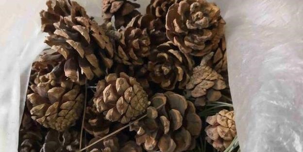 以下东西不要扔了,土里拌一些,养花效果好,改善土壤!