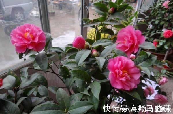 盆栽|谁说室内养不好花这12种一养就开花,还特漂亮,喜欢养花别错过!