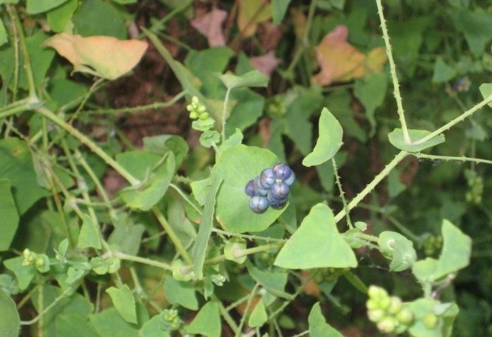 農村這野草很普通,但名字很霸氣,用途很大,是農民救命藥?