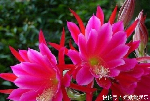  长势|超漂亮的5种花卉，长势好、花色艳，开花硕大香味浓