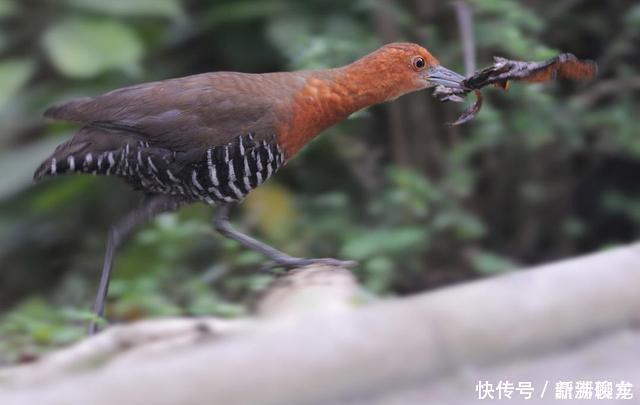 巨龟 不可思议一种13万年前已灭绝的物种再次出现，是一种不会飞的鸟