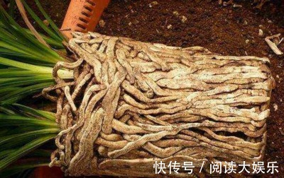 5种花“专吃土”,砸开花盆全是“大块根”,正确方法