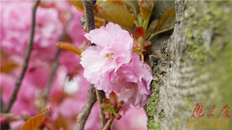 去哪儿赏樱花，就在西峰这条街