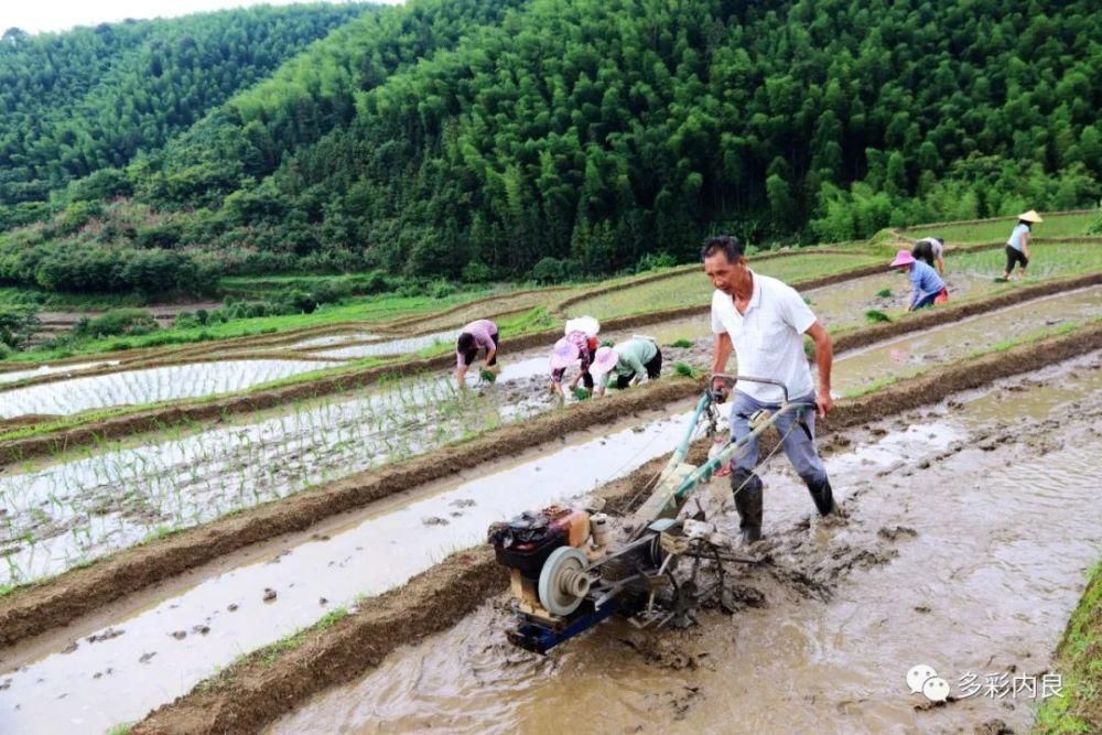 明目止烦|喝着山泉水长大的内良高山稻米，认识一下