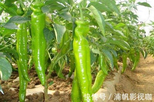 大棚|青椒净化血液、提高免疫力，农民掌握种植要点，收获高产的青椒