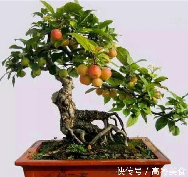 冬红果被制作成盆景后，原来也可以这么美观