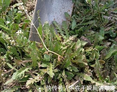 美好|建议:若是不差钱,少吃香椿韭菜多吃它,大人老人孩子都能吃