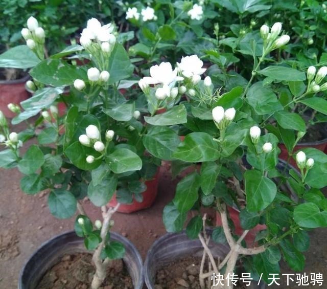 茉莉|6种花,再舍不得也要“搬出去”,越狠狠晒,越满头开花!
