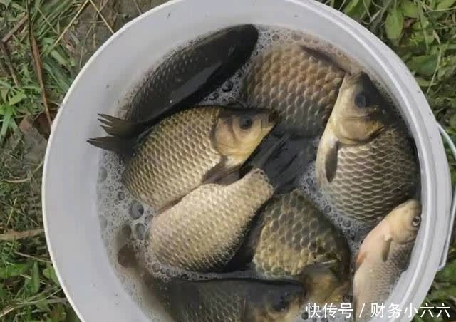 春季下雨钓鱼攻略,小鱼少大鱼多,靠岸觅食吃口狂