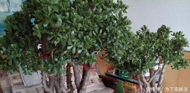 3种“便宜花”这样养一养,一年变“老桩”,开花千朵还“镇宅”