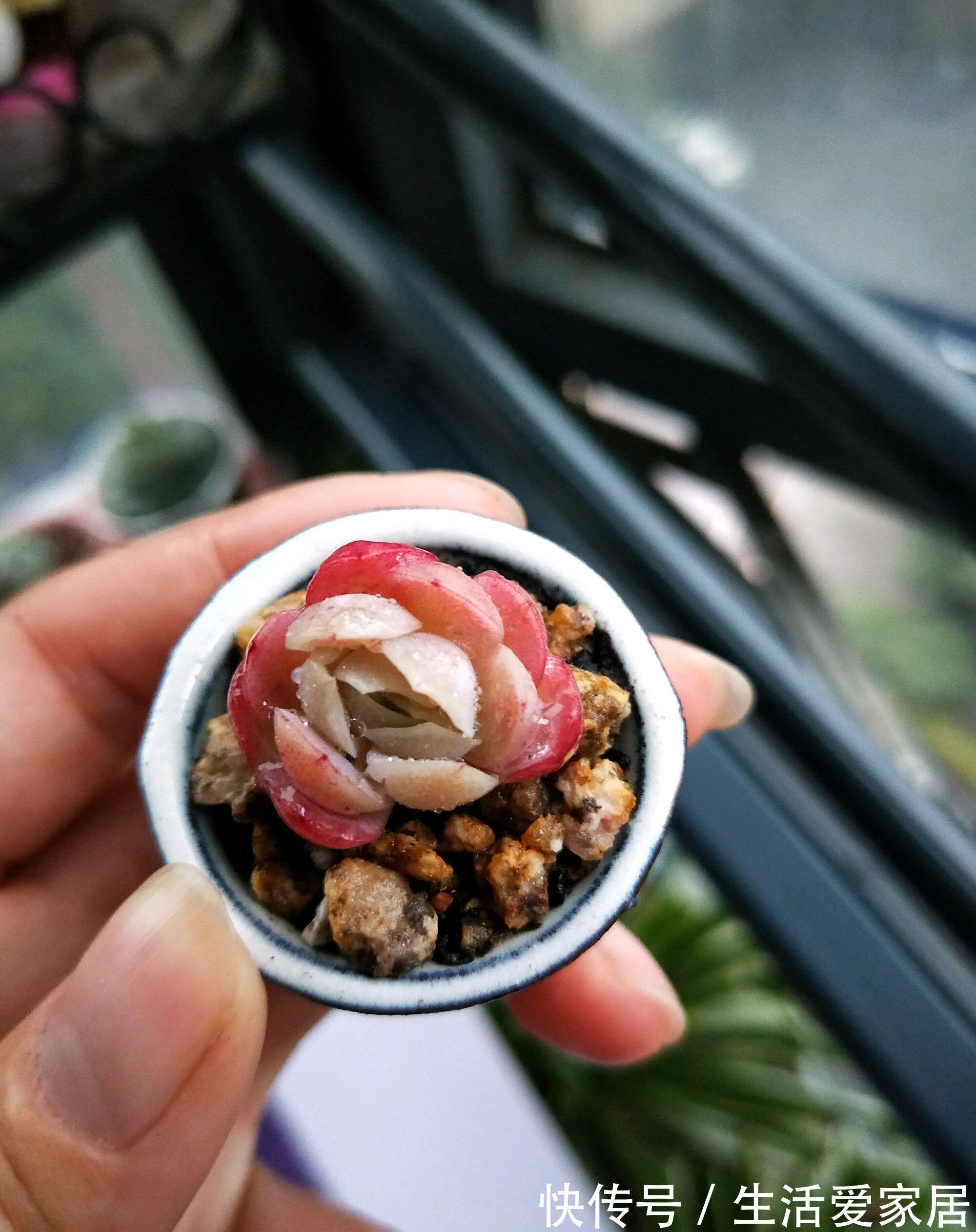 能把拇指多肉养活养好，那你离大神就不远了