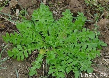 补钙|补钙的不只有牛奶,这些蔬菜的含钙量一样很高