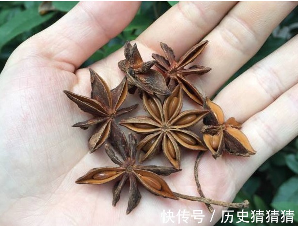 冒牌货|原来八角也有冒牌货?直角和钩角区别很大,不懂就被坑