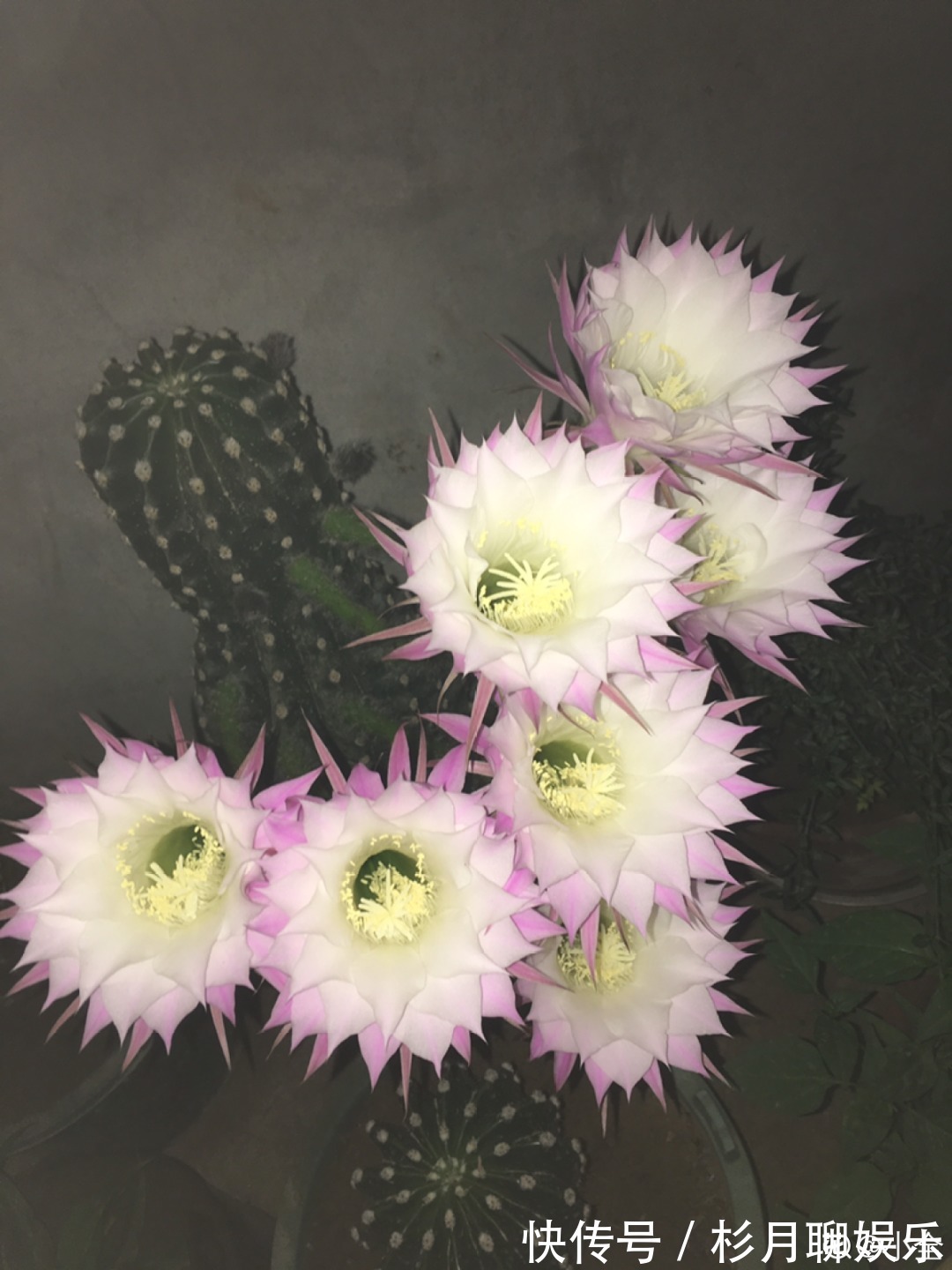 昙花|大爷家荷花种在花盆里,1次开花20朵,比巴掌还大!