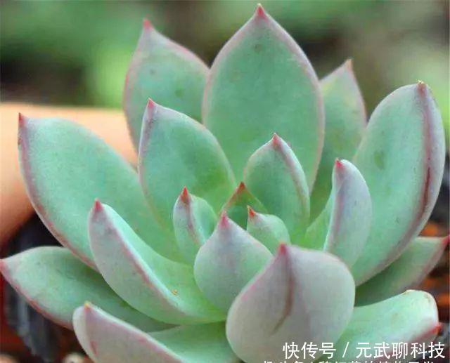 养护|多肉中的“美人系列”,这10种是代表,养护简单颜值高,适合新手