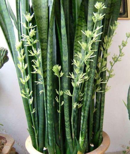 吴大妈养花有诀窍,家里虎皮兰、芦荟1人高,还能开花